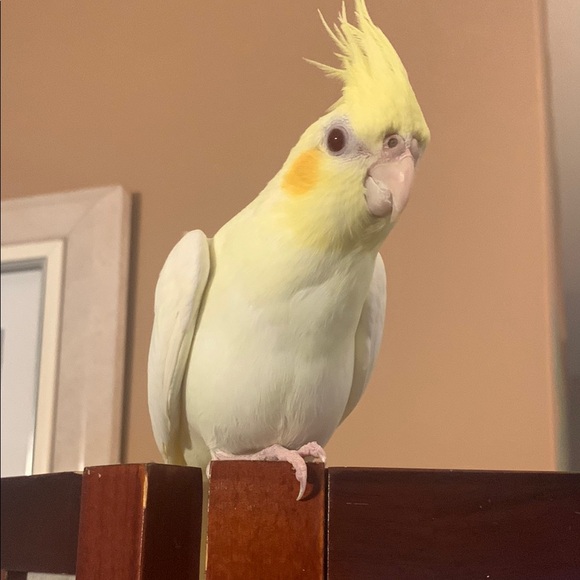 AuTH Veronica Beard Navy Persah Dickey - Picture 4 of 11